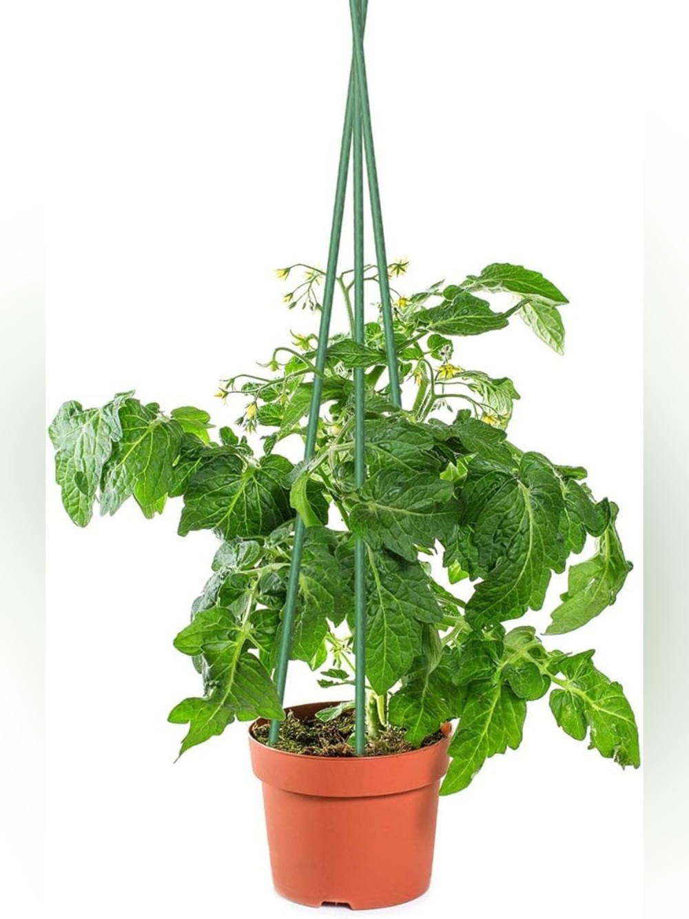 Sunnyglade 22PCS 48” Plant Stakes Garden - Picture 6 of 8